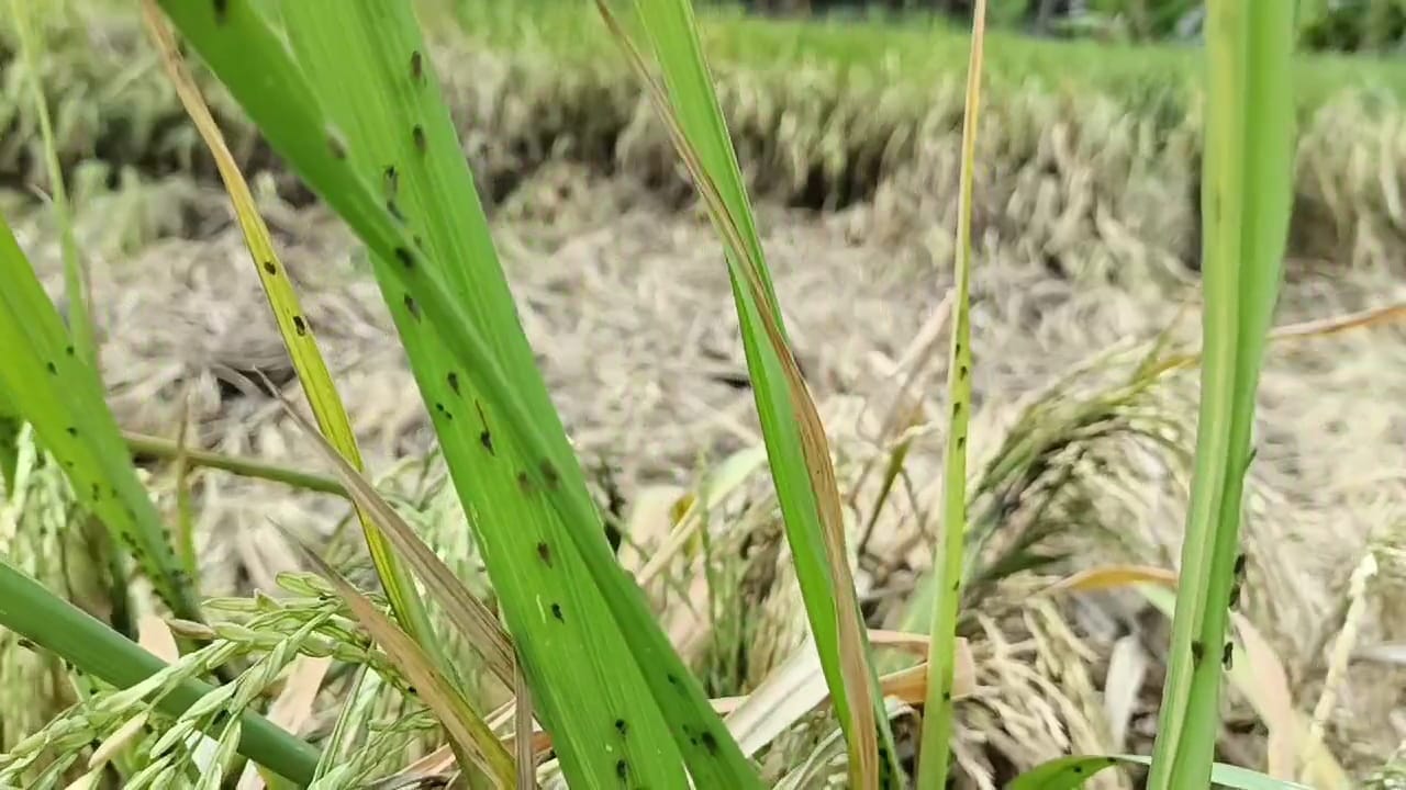Hama werengs serang tanaman padi