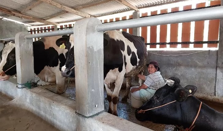 Peternak sapi perah di Desa Pagerjurang, Kecamatan Musuk, Boyolali memerah susu sapi