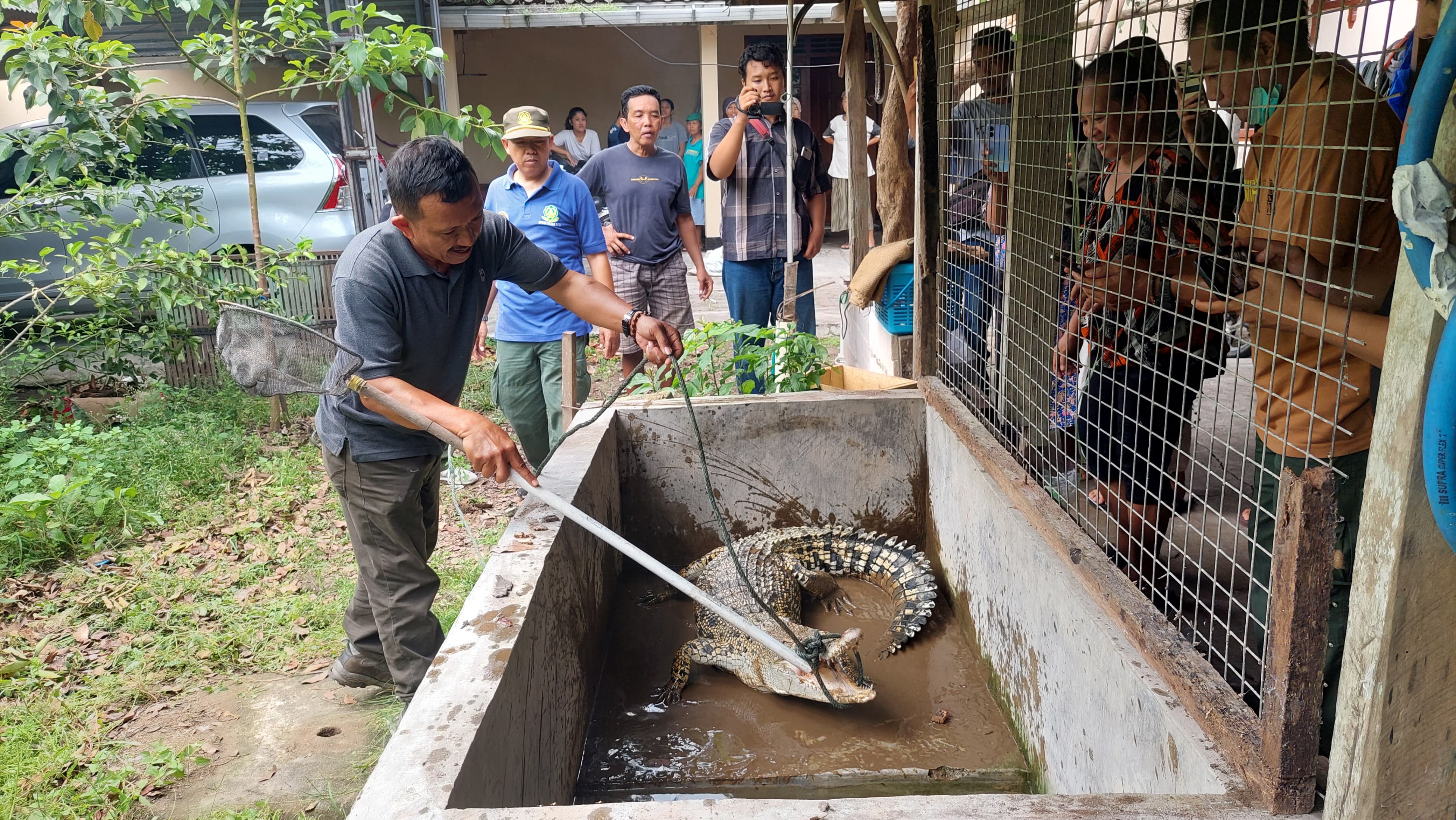 PINDAHKAN: Petugas BKSDA Yogyakarta mengevakuasi buaya muara milik warga di Bendungan Lor, Wates, Kulon Progo, Kamis (25/4).