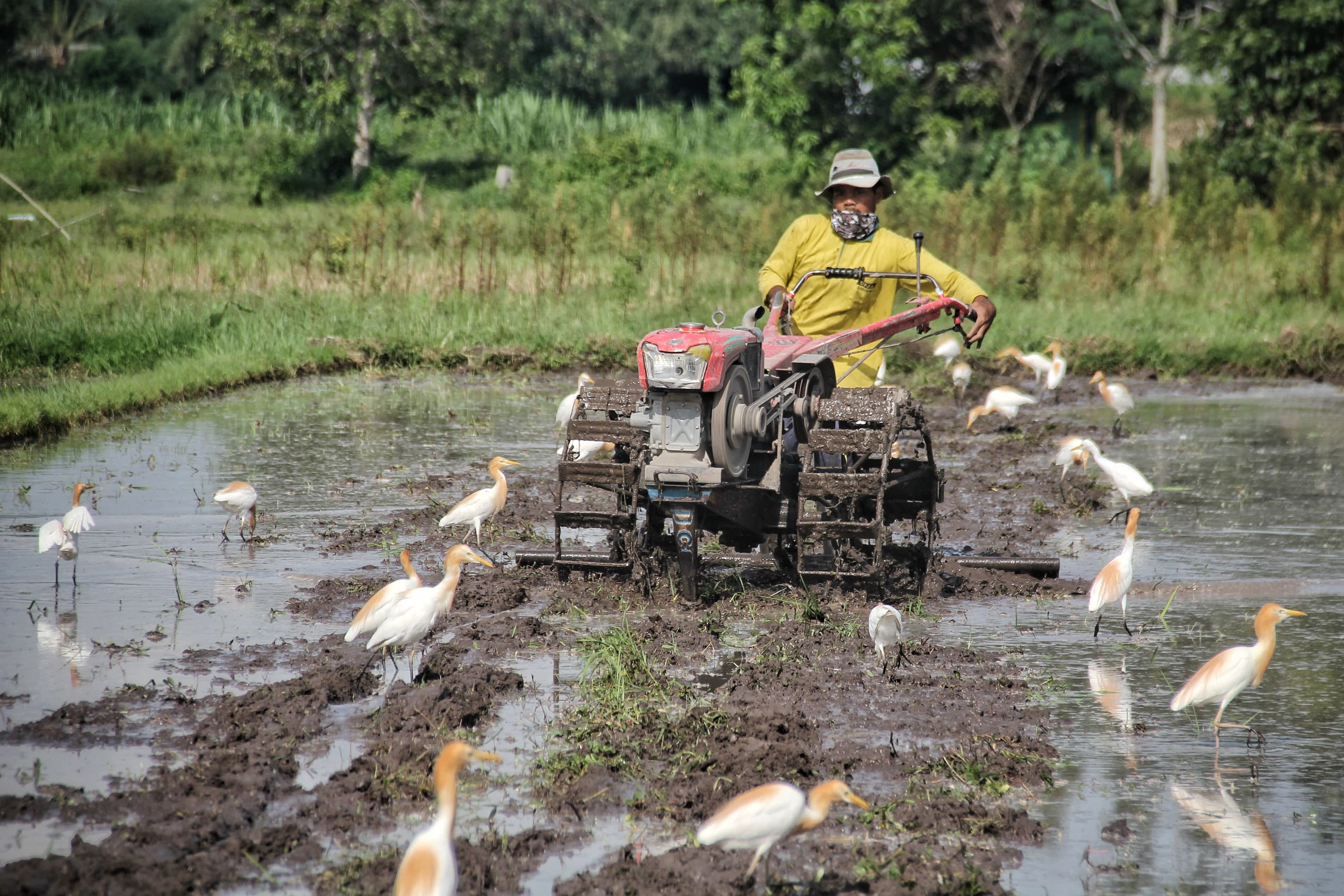CEPAT: Petani menggarap lahan sawah menggunakan traktor di Padukuhan Blawong, Kalurahan Trimulyo, Jetis, Bantul, Rabu (24/1/2024).