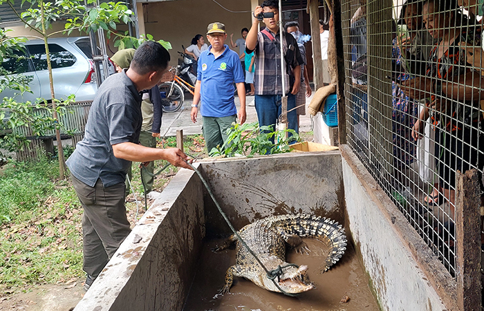 (HATI-HATI: Petugas dari BKSDA Jogjakarta melakukan evakuasi buaya muara milik warga Bendungan Lor, Bendungan, Wates, Kulon Progo, (25/4)