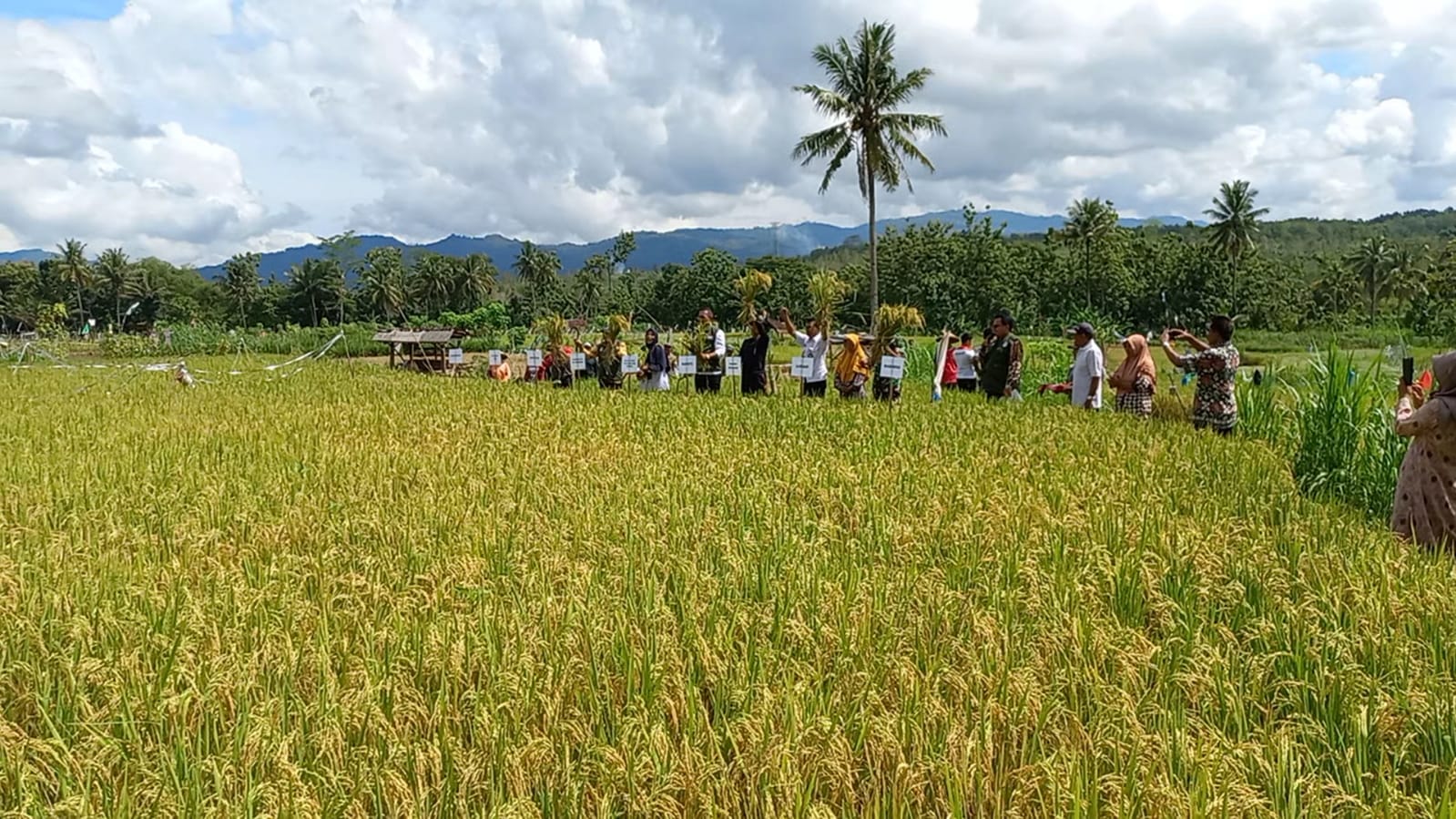 PANEN: Para petani memanen padi di Karangtengah, Wonosari, Kabupaten Gunungkidul. (Dokumentasi DPP Gunungkidul)