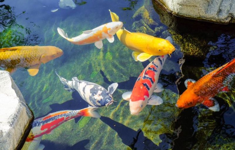 Beragam jenis ikan koi.