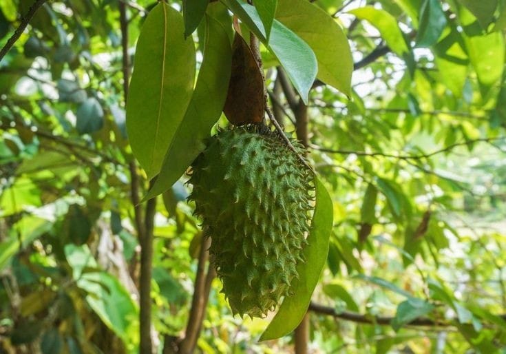 Dauns sirsak memiliki manfaat