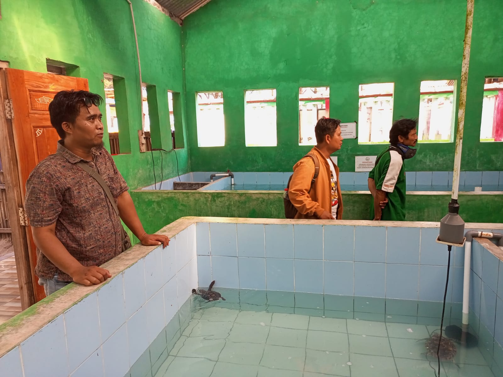 Konservasi penyu Kembar Terpadu di Desa Tambakmulya, Kecamatan Puring terbuka untuk umum. Tempat konservasi ini dijadikan wahana edukasi tentang pelestarian penyu. (