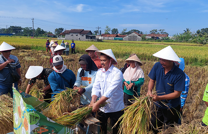 Suwandi melakukan pemisahan bulir padi dari tangkainya menggunakan mesin.