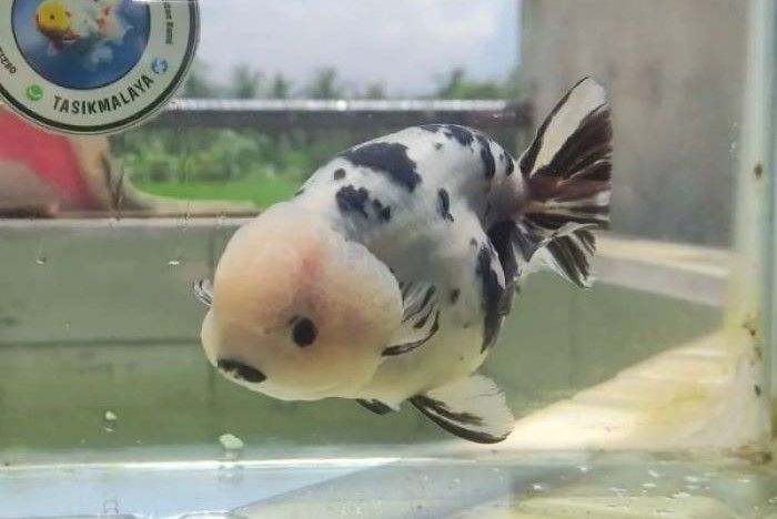 Ikan sapi ini bernama Mini Cow Ranchu,