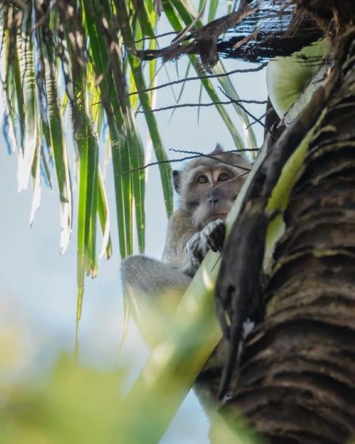 Kiriman foto monyet masuk pemukiman warga