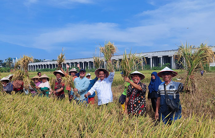 PANEN RAYA: Direktur Jenderal Tanaman Pangan Kementerian Pertanian RI Suwandi bersama petani Kaligintung melakukan panen bersama beberapa waktu lalu.
