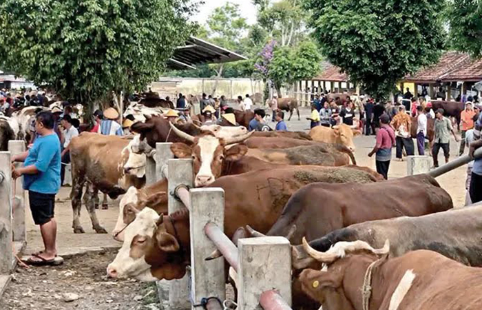 PASTIKAN KESEHATANNYA: Hewan-hewan ternak di Pasar Hewan Siyono, Kapanewon Playen, Kabupaten Gunungkidul.