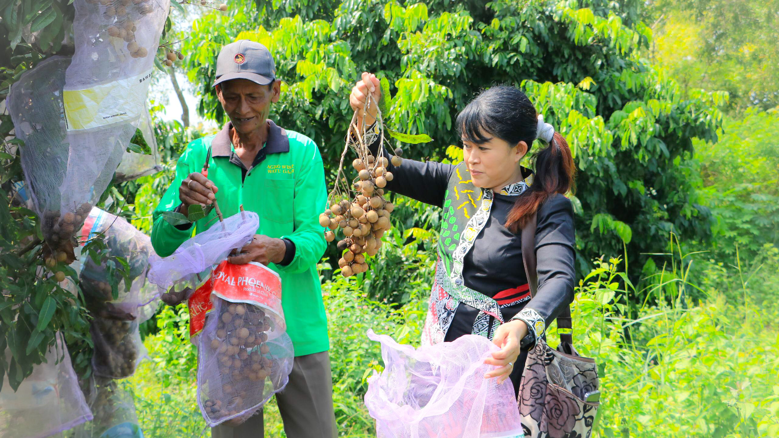 Instruktur pendamping mensortir buah yang layak dikonsumsi untuk pengunjung.
