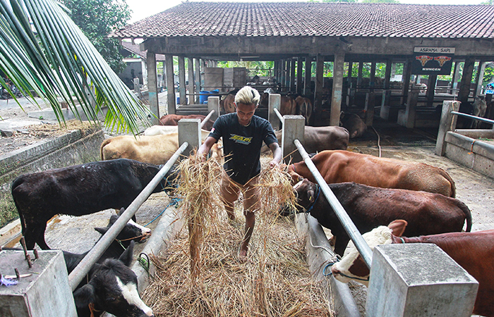 Pekerja memberi makan sapi di asrama sapi UD Segar, Pakuncen, Wirobrajan, Kota Jogja.GUNTUR AGA TIRTANA/RADAR JOGJA