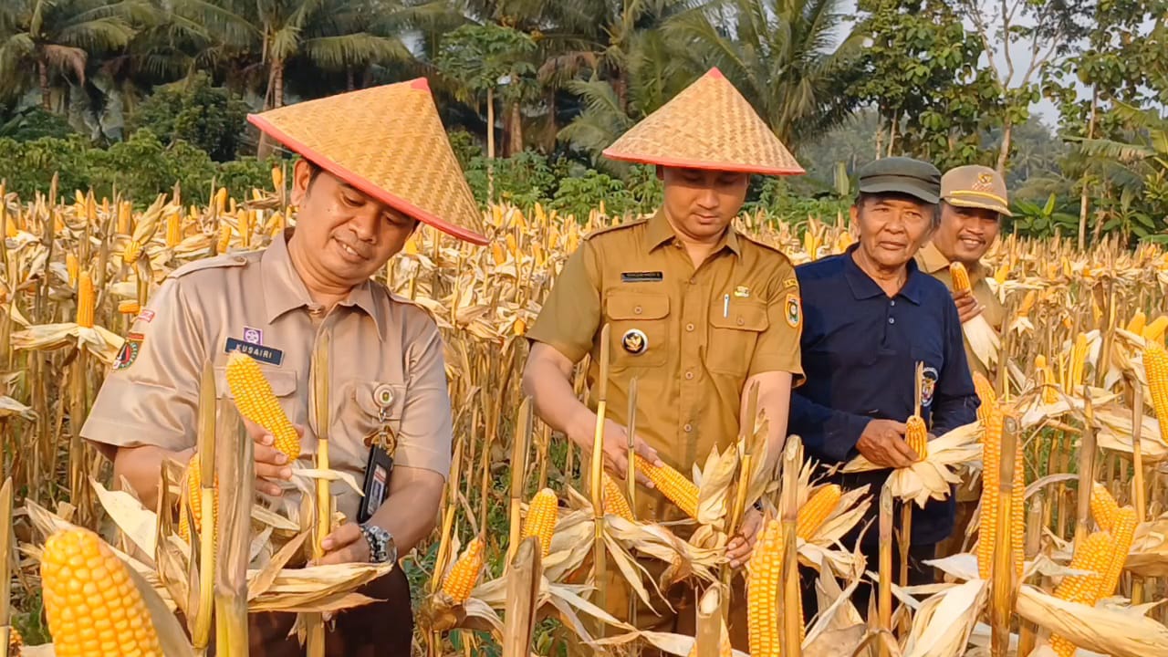 EKONOMI WARGA: Prosesi panen raya jagung di Desa Kebongunung, Loano, Purworejo beberapa waktu lalu.