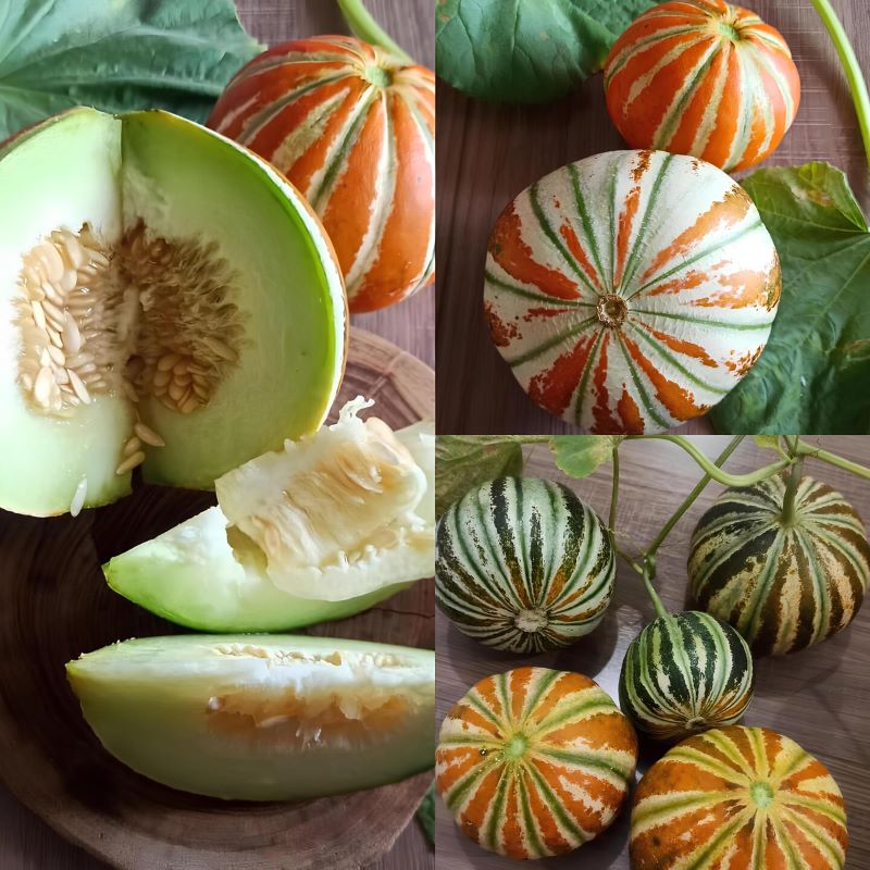 Buah Kajari Melon.