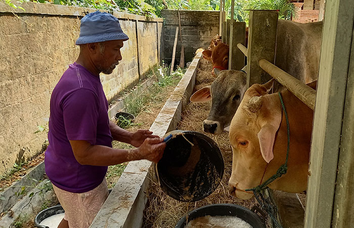 TERAWAT: Peternak di Trisna Farm saat memberi makan sapi yang siap dijual untuk kurban saat Idul Adha mendatang.