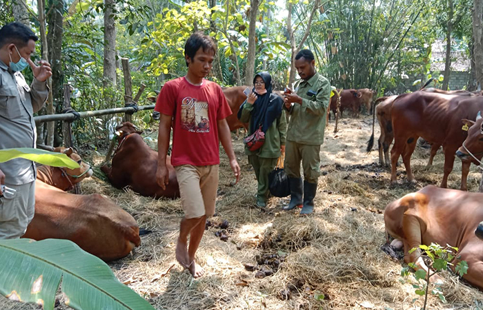 Pemeriksaan hewan ternak milik warga yang dilakukan oleh DPP Kulon Progo.