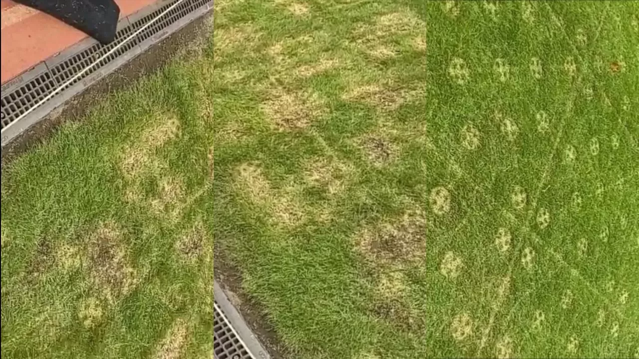 anggapi Kondisi Rumput GBK yang Rusak setelah di gunakan konser