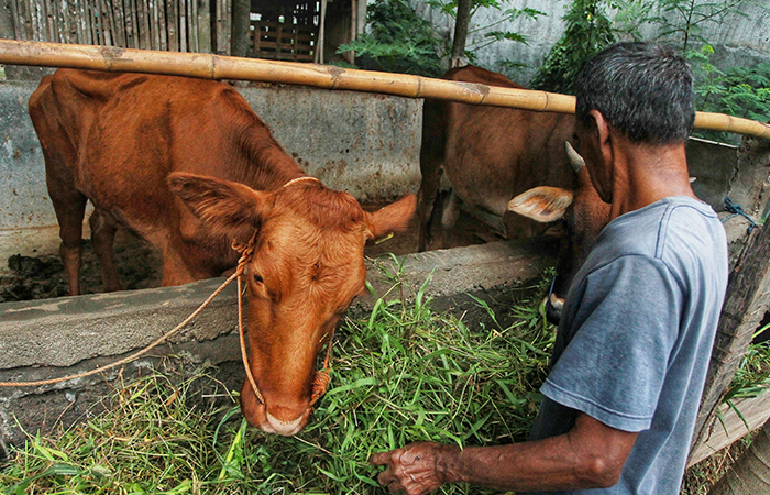 Ilusatrasi Warga memberi makan sapi di peternakan.