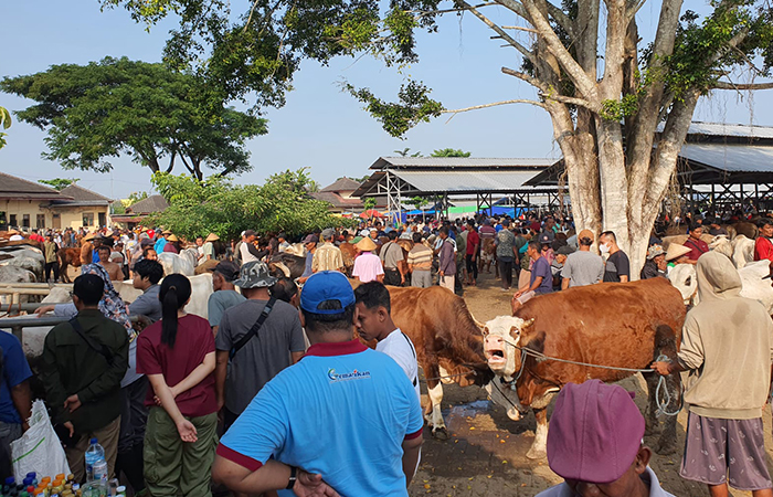 RAMAI: Suasana Pasar Hewan Siyono Harjo, Kabupaten Gunungkidul menjelang Idul Adha 2024, Rabu (22/5).