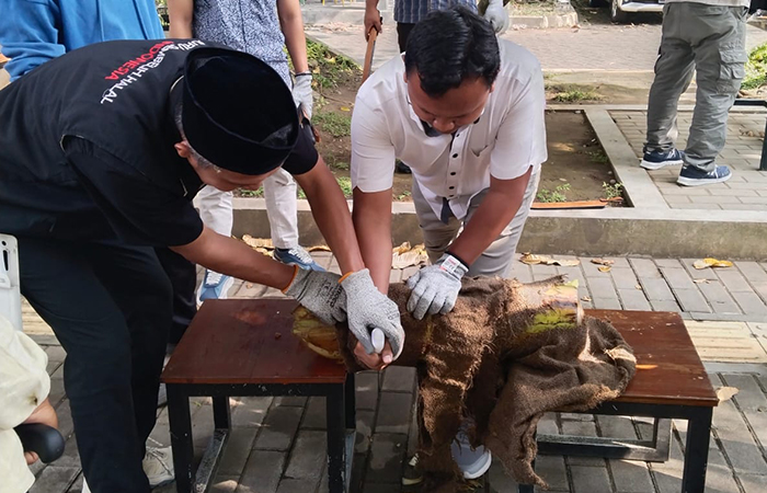 BIAR HALAL: Peserta pelatihan melakukan simulasi penyembelihan hewan dalam acara sosialisasi juru sembelih halal (Juleha) di Fapet UGM Senin (27/5/2024).