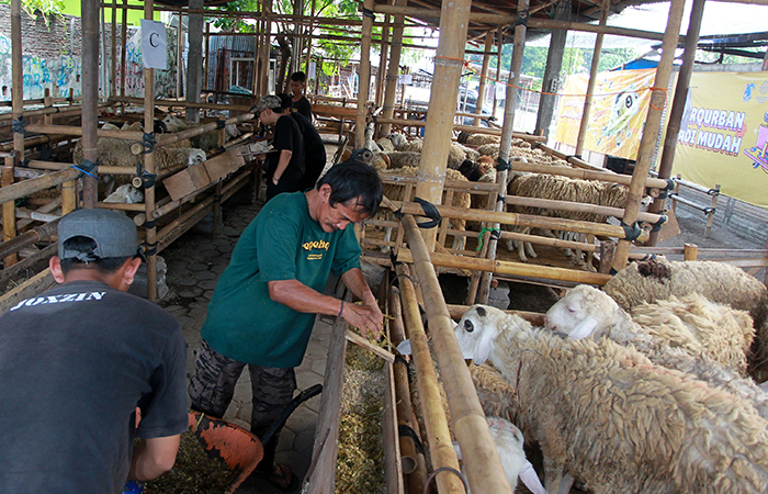 MASIH SEPI PEMBELI: Pekerja memberi pakan hewan kurban di Pusat Pengadaan Hewan Qurban AMM Kotagede, Kota Jogja, Senin (27/5).