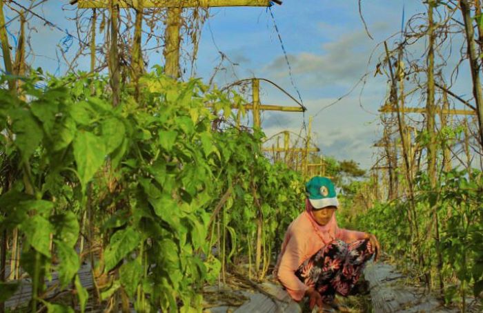 Ilustrasi kegiatan pertanian.