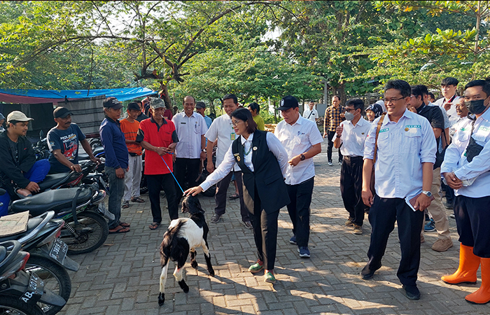 TINJAUAN: Pj Bupati Kulon Progo Srie Nurkyatsiwi melakukan pengecekan di Pasar Hewan Pengasih.
