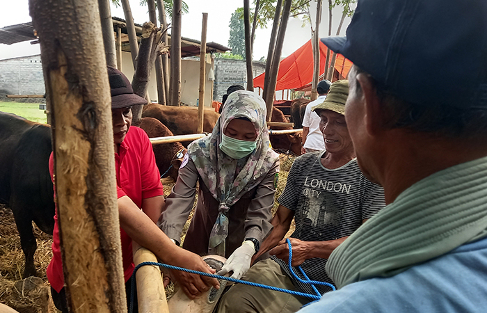 TURUN LAPANGAN: DKPP Bantul melakukan pengecekan ke empat titik&nbsp;peternakan hewan kurban di Kasihan, Bantul, Rabu (29/5/2024).