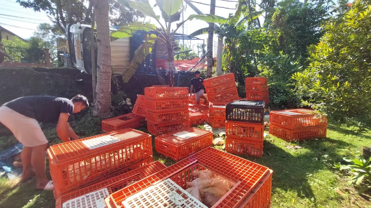 Pekerja memilah ayam yang masih hidup setelah truk yang mengangkutnya terguling di Ampel, Boyolali
