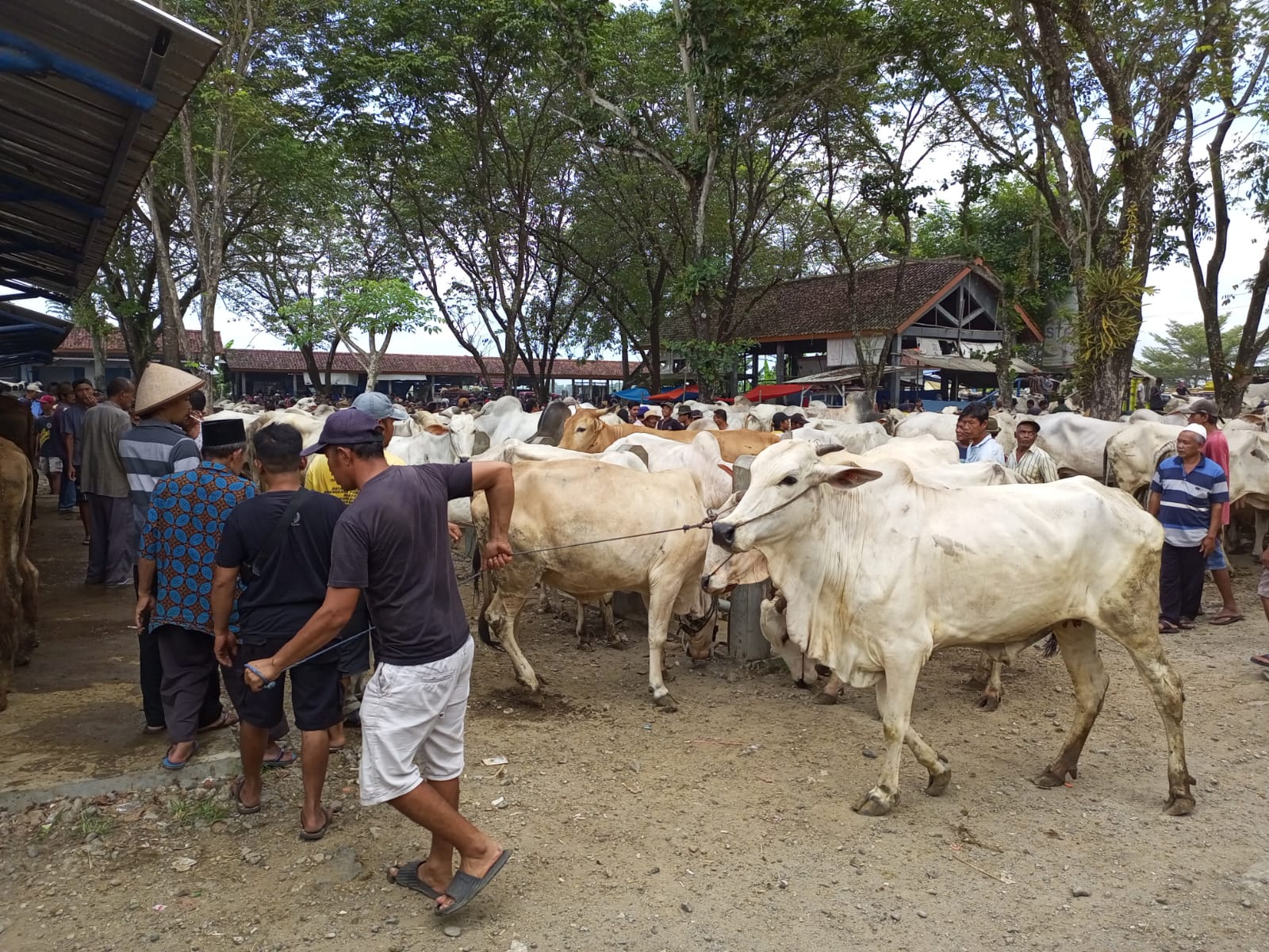 RAMAI : Aktivitas jual beli hewan ternak di Pasar Hewan Argopeni, Kebumen. Penjual hewan menyebut terjadi kenaikan harga jelang Idul Adha.