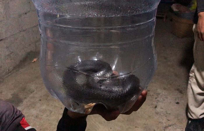 MEMBAHAYAKAN: Ular cobra Jawa mangsa hewan unggas milik warga Kalurahan Katongan, Nglipar, Kabupaten Gunungkidul.