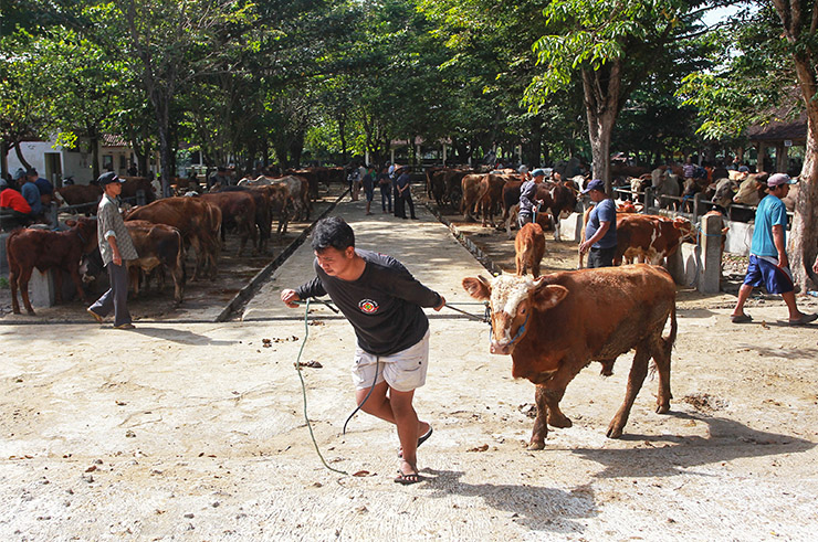 MULAI PADAT: Suasana aktivitas jual beli sapi di Pasar Hewan Ambarketawang, Gamping, Sleman kemarin (4/6).