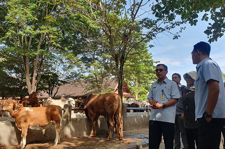 MENINGKAT: Pemantauan TPID hewan kurban Pemprov DIJ di Pasar Hewan Ambarketawang, Gamping, Sleman, kemarin (4/6).