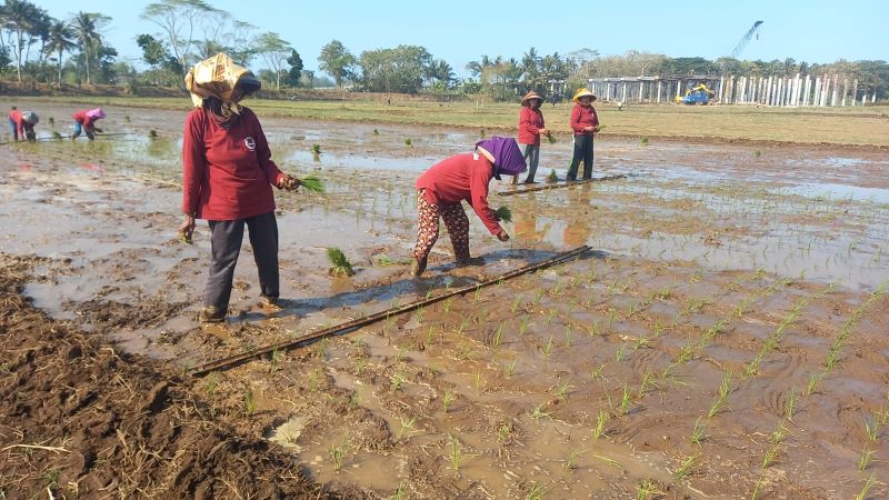 Petani sedang menanam padi di  lahan pasir wedi kengser di tepi Sungai Progo, Srandakan, Bantul.