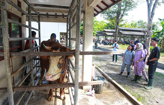 PASTIKAN AMAN: Tenaga kesehatan memeriksa kondisi kesehatan ternak sapi di Gamping, Sleman,(6/6). Pemprov DIY menyiapkan 1.419 petugas untuk melakukan pengawasan pelaksanaan kurban 2024.