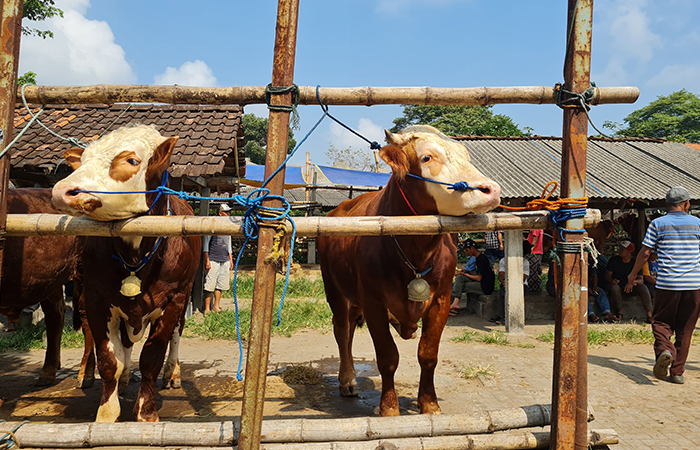 TUNGGU PEMBELI: Situasi pasar hewan Muntilan, Jumat (7/6). Para pedagang mengeluhkan jumlah pembelian hewan kurban yang menurun jika dibandingkan tahun lalu.