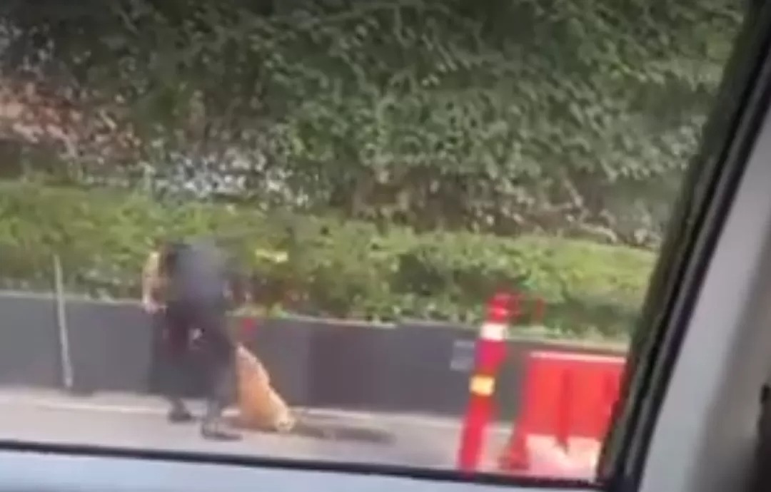 Rekaman video yang diambil oleh seorang netizen memperlihatkan seorang sekuriti yang menganiaya anjing penjaga (Jawa Pos)