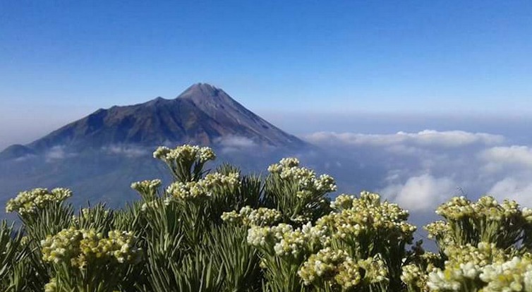 Keindahan bunga abadi, bunga Edelweis