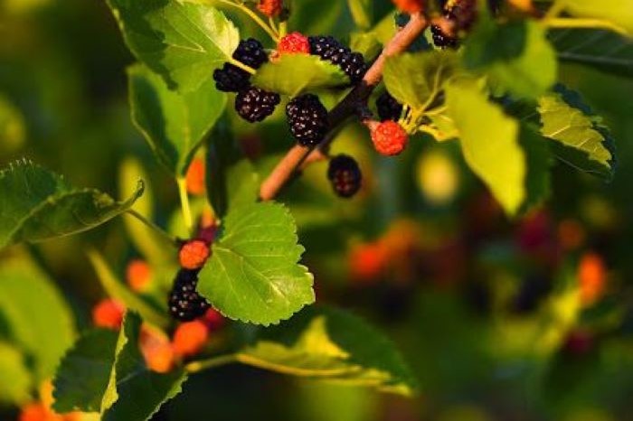 Buah Murbei (Pinterest)