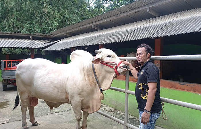 TERPILIH: Sapi milik Zuli yang diberi nama Satrio Bimo terpilih menjadi hewan kurban Presiden Joko Widodo usai dilakukan seleksi.