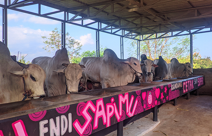 Sapi-sapi di kandang ternak SR Jaya89 yang dibeli artis-artis nasional di Kabupaten Gunungkidul, Senin (10/6).