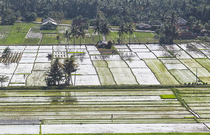 Areal persawahan di kawasan Kapanewon Godean, Sleman, Senin (10/6).