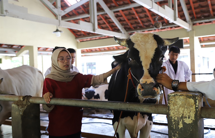 IKUT ANDIL: Mahasiswa UGM saat diterjunkan untuk melakukan monitoring dan pemeriksaan hewan kurban jelang Idul Adha.