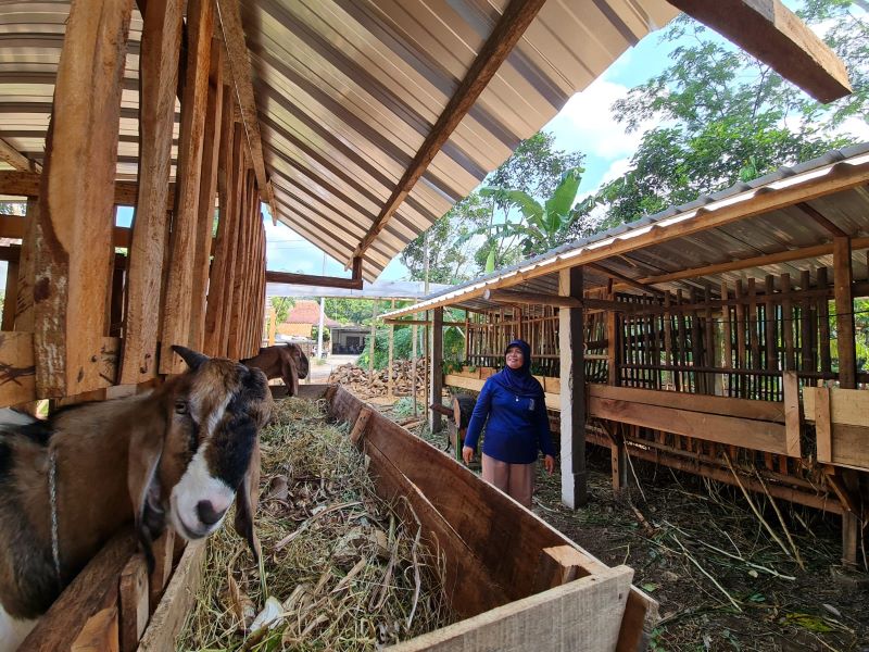 KANDANG KOSONG: Enam ekor kambing milik warga Dusun Pucungan, Candirejo, Borobudur dicuri pada Selasa dini hari (11/6/2024).