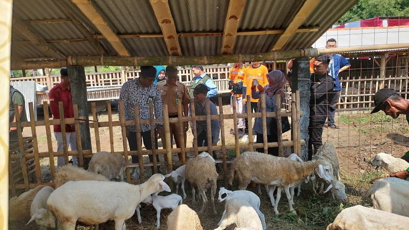 Imdadun melakukan pengecekan pada balai ternak di Kalurahan Banjarharo.