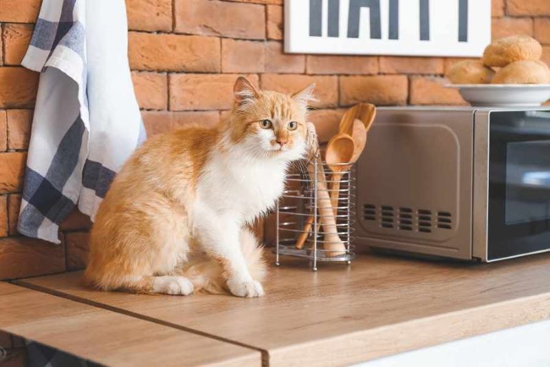 Menghilangkan Bau Pipis Kucing.