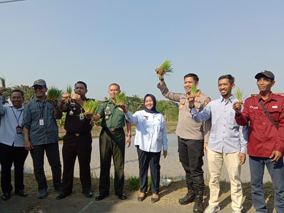 Kegiatan penanaman padi Gamplong IV, Kalurahan Sumberrahayu, Kapanewon Moyudan, Selasa (11/06).