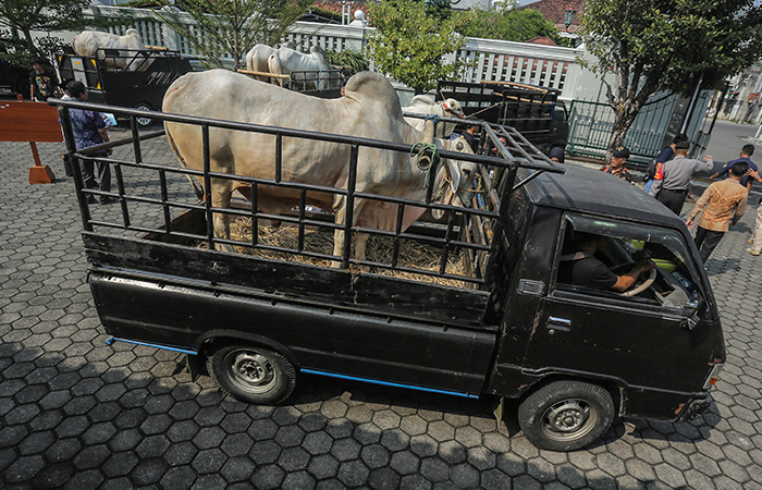Sapi kurban Idhul Adha didistribusikan menuju masjid di lima kabupaten/kota Jogja dari kompleks Kepatihan , Jogja, Jumat (14/6).