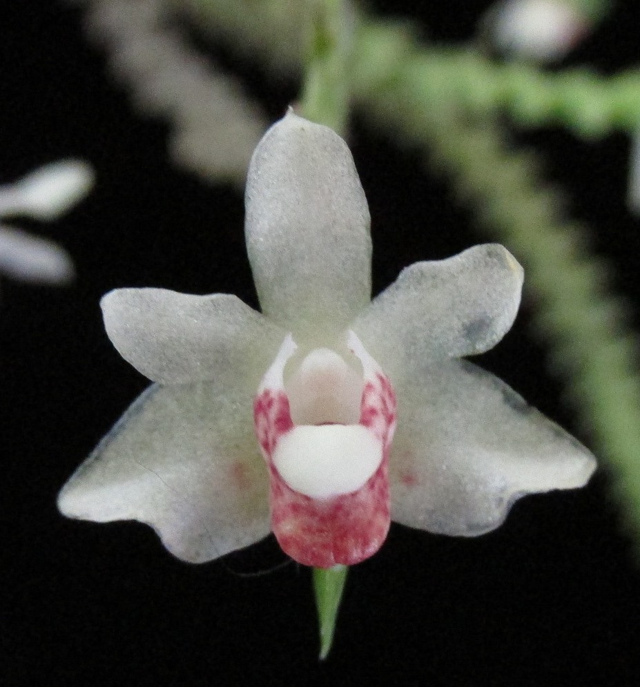 Thrixspermum obtusum asal Bali