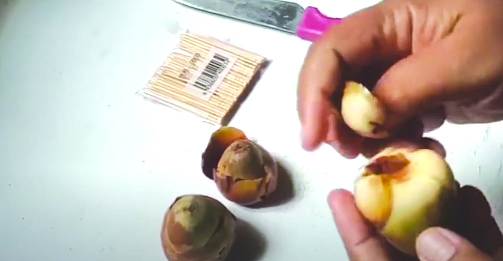 MUDAH DIDAPAT: Gangsingan bluluk ini berbahan dasar buah calon kelapa yang jatuh dari pohonnya.